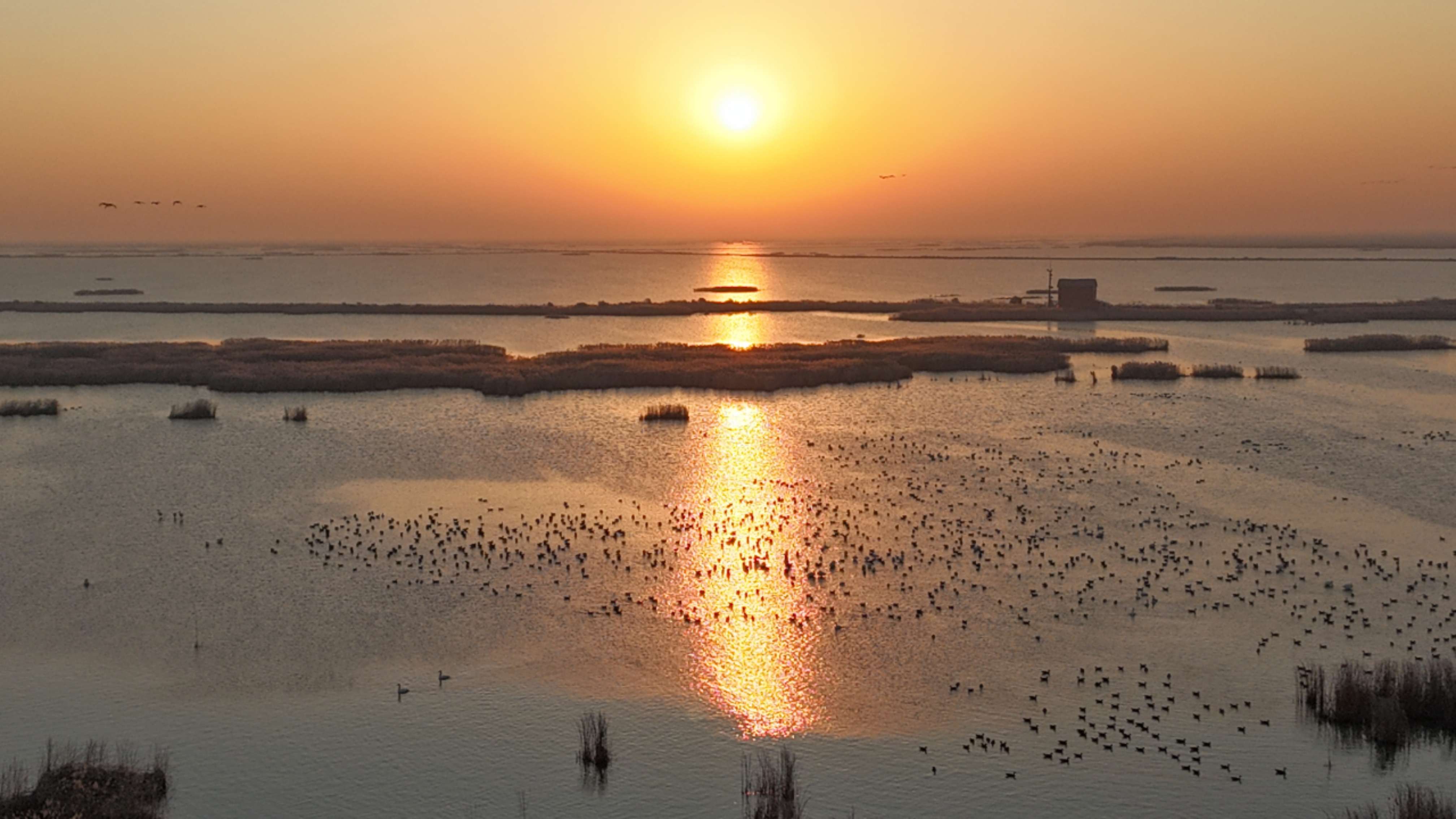 黄河口湿地：大河之洲上的“生命流动”