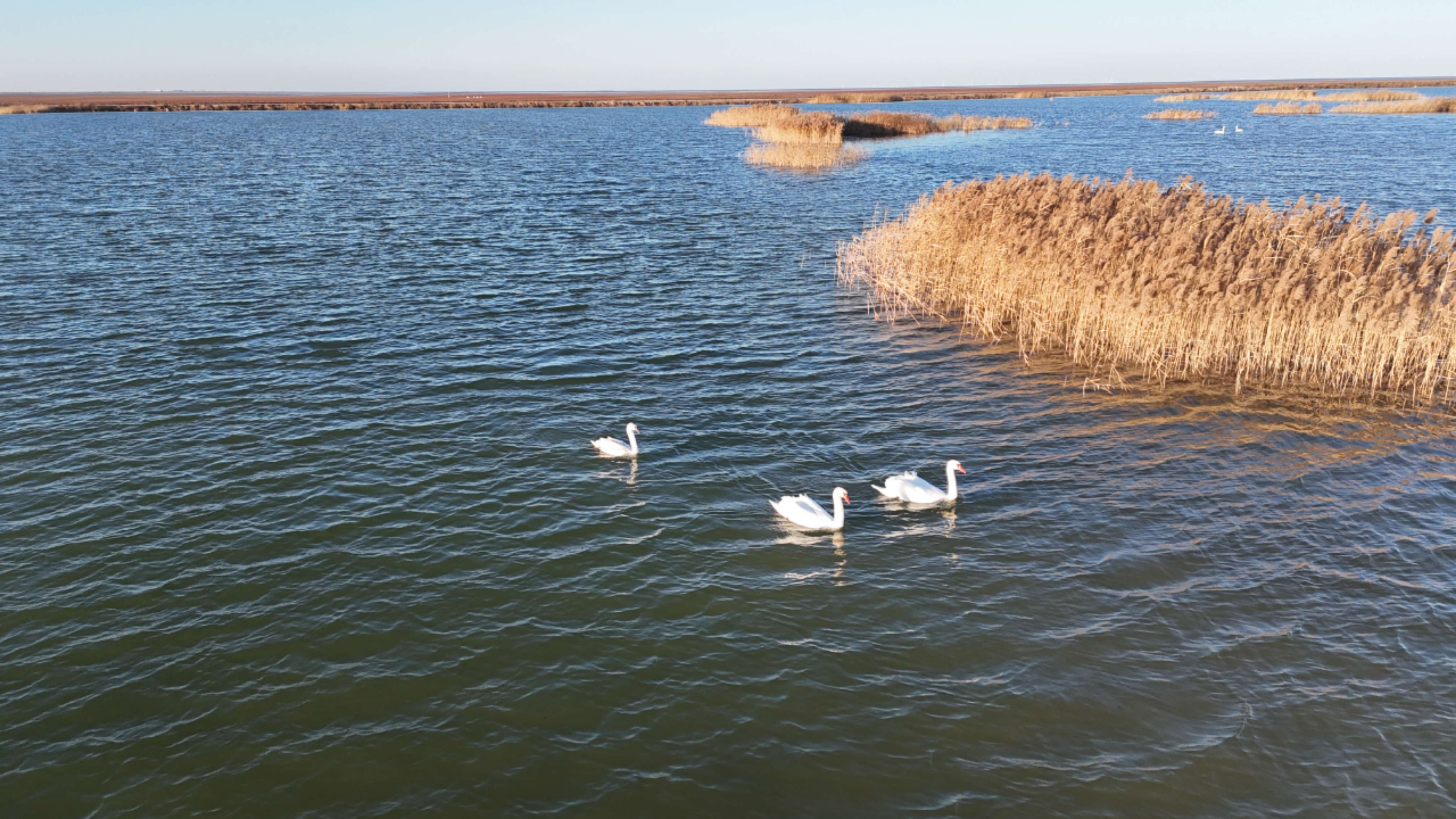 黄河口湿地：大河之洲上的“生命流动”