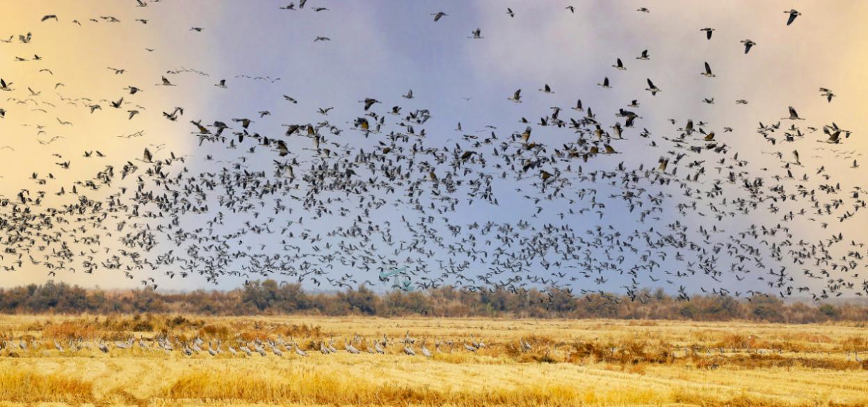 在这里，“国宝级”候鸟抬头可见！