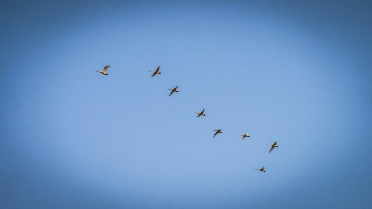 在这里，“国宝级”候鸟抬头可见！