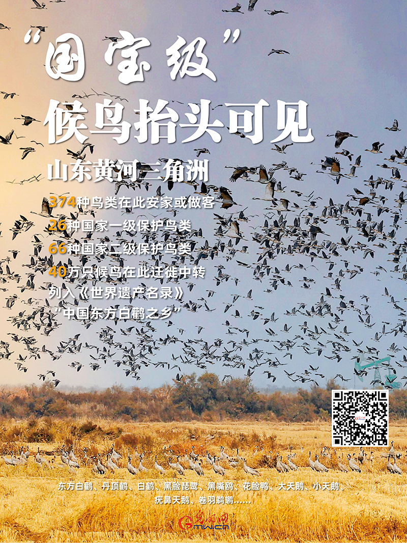 在这里,“国宝级”候鸟抬头可见! 在这里,“国宝级”候鸟抬头可见!