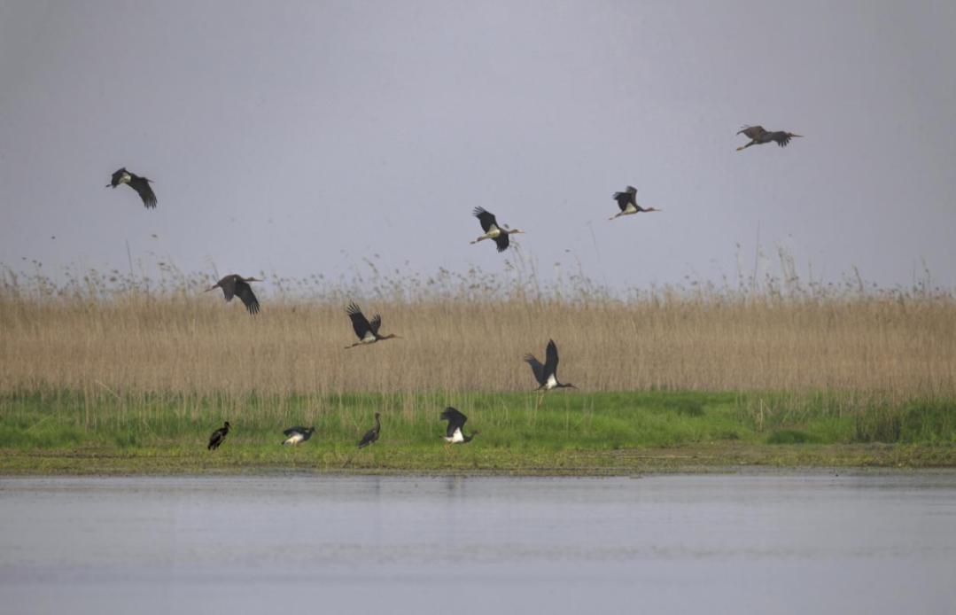 西洞庭湖保护区：越冬水鸟增长177%！226种鸟类在洞庭安营扎寨