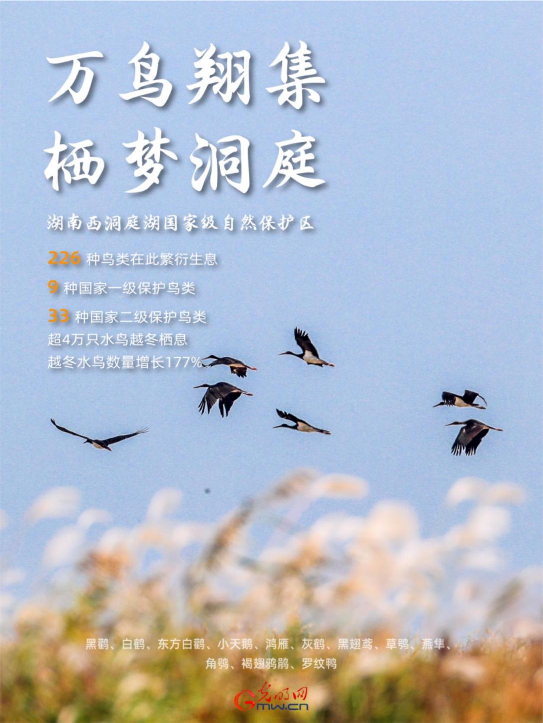 西洞庭湖保护区：越冬水鸟增长177%！226种鸟类在洞庭安营扎寨