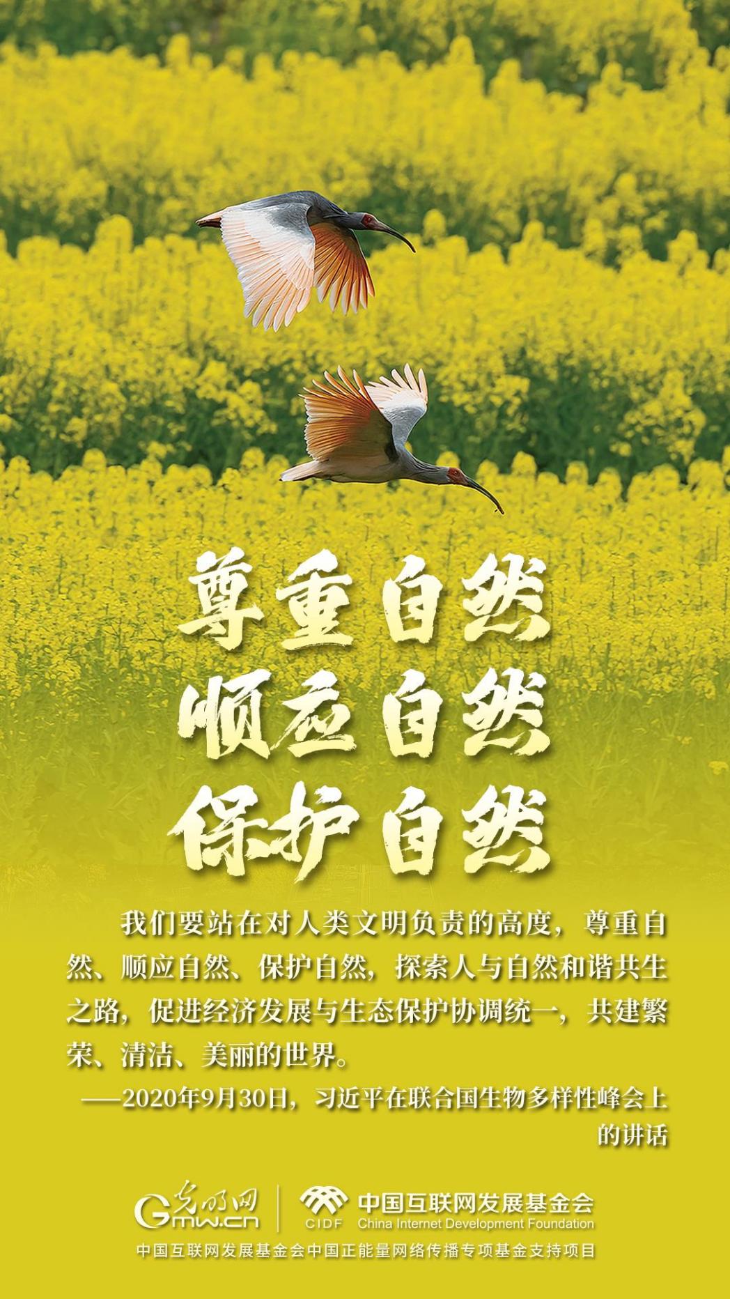 “两山”理念与美丽中国丨炊烟袅袅处，朱鹮翩翩飞