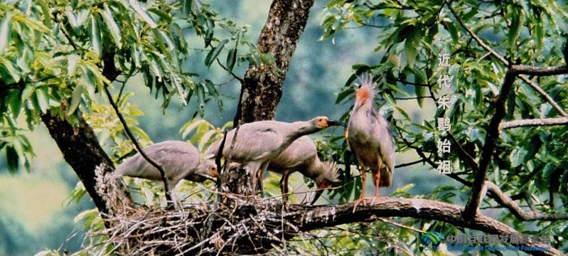 “两山”理念与美丽中国丨炊烟袅袅处，朱鹮翩翩飞