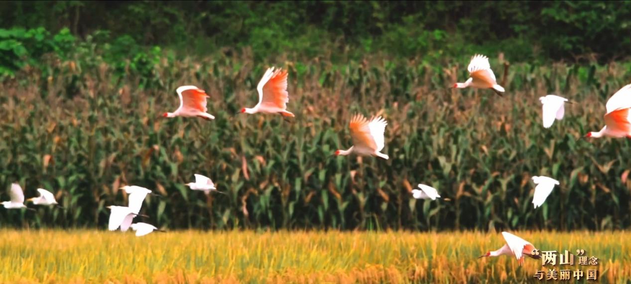 “两山”理念与美丽中国丨炊烟袅袅处，朱鹮翩翩飞