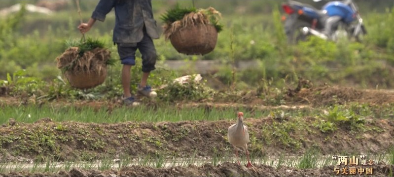 “两山”理念与美丽中国丨炊烟袅袅处，朱鹮翩翩飞