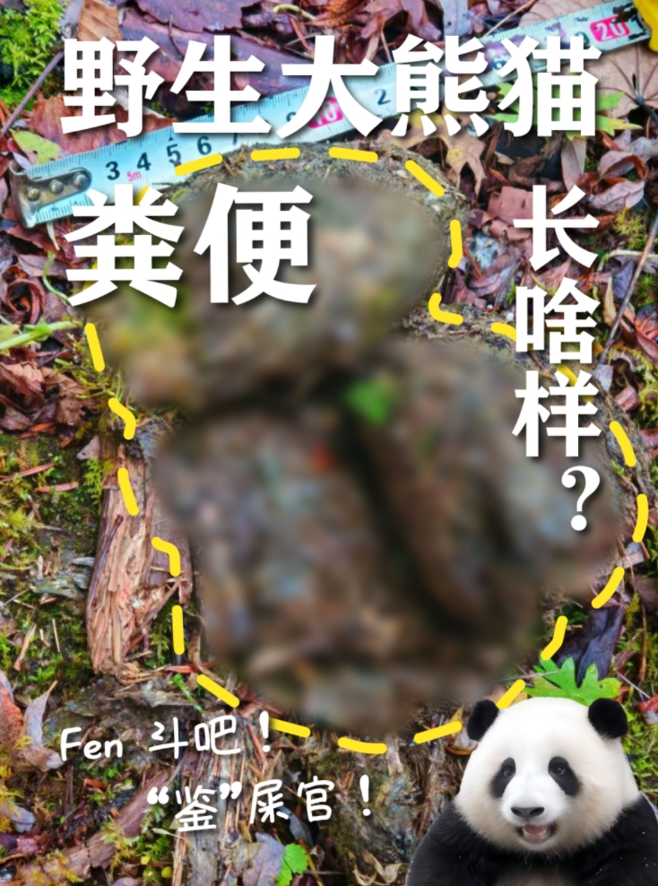 野生大熊猫的粪便长啥样?“鉴”屎官快来看吧 野生大熊猫的粪便长啥样?“鉴”屎官快来看吧