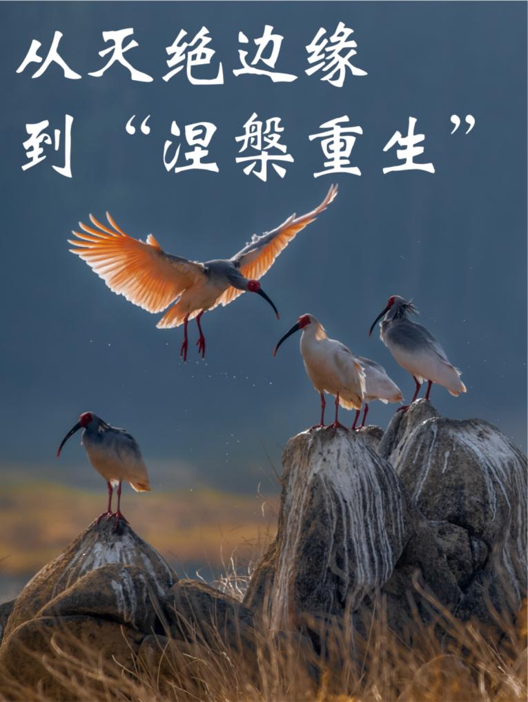 朱鹮：从灭绝边缘到“涅槃重生”