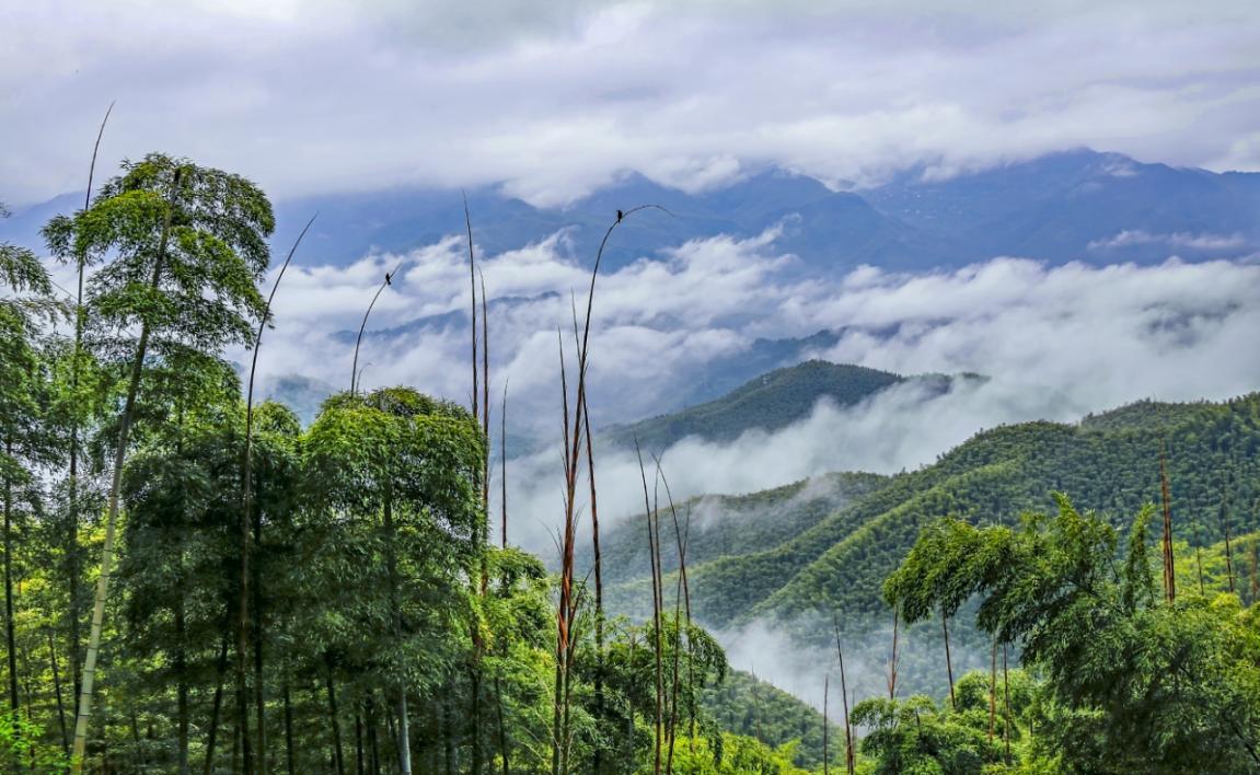 我国“以竹代塑”产业体系初步建立