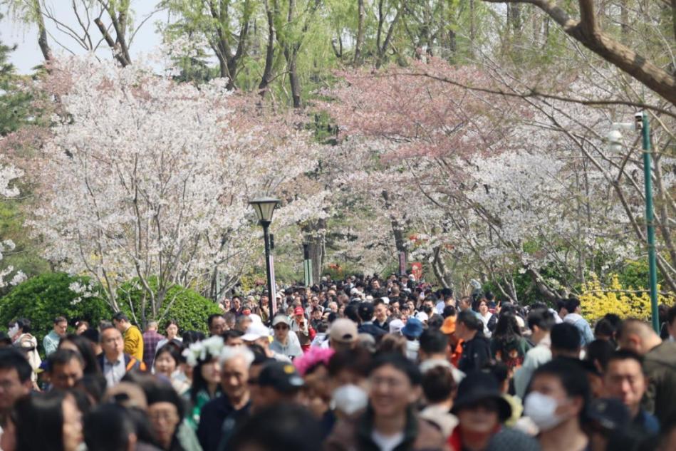北京市政协委员张勇：以沉浸式体验激活城市公园文化生命力