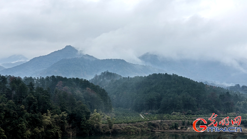 新春走基层｜三明有片“医疗碳汇林”
