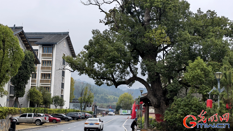 新春走基层｜三明有片“医疗碳汇林”