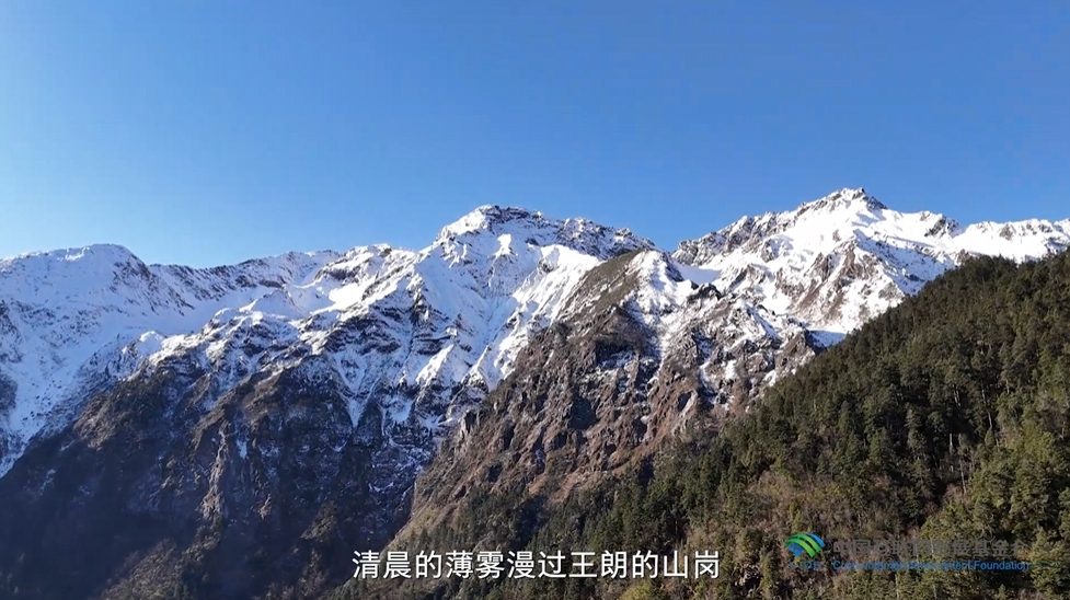 “两山”理念与美丽中国丨国家公园里，藏着野生动植物最动人的生机