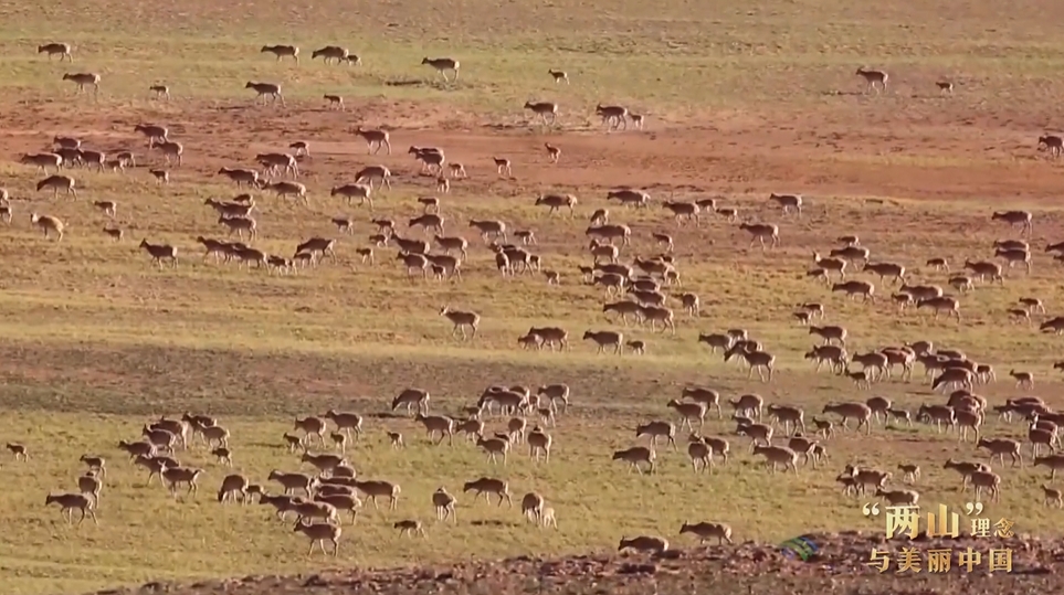 “两山”理念与美丽中国丨国家公园里，藏着野生动植物最动人的生机