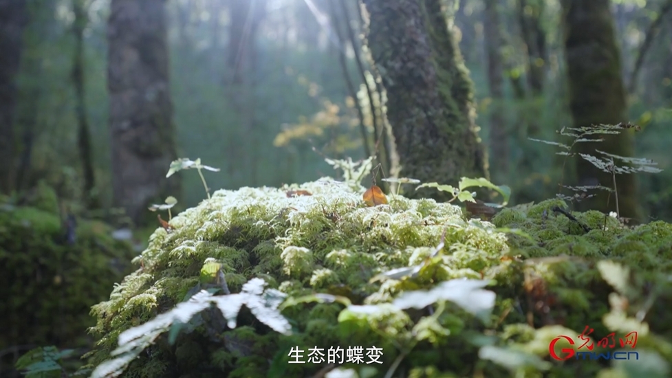 “两山”理念与美丽中国丨国家公园里，藏着野生动植物最动人的生机