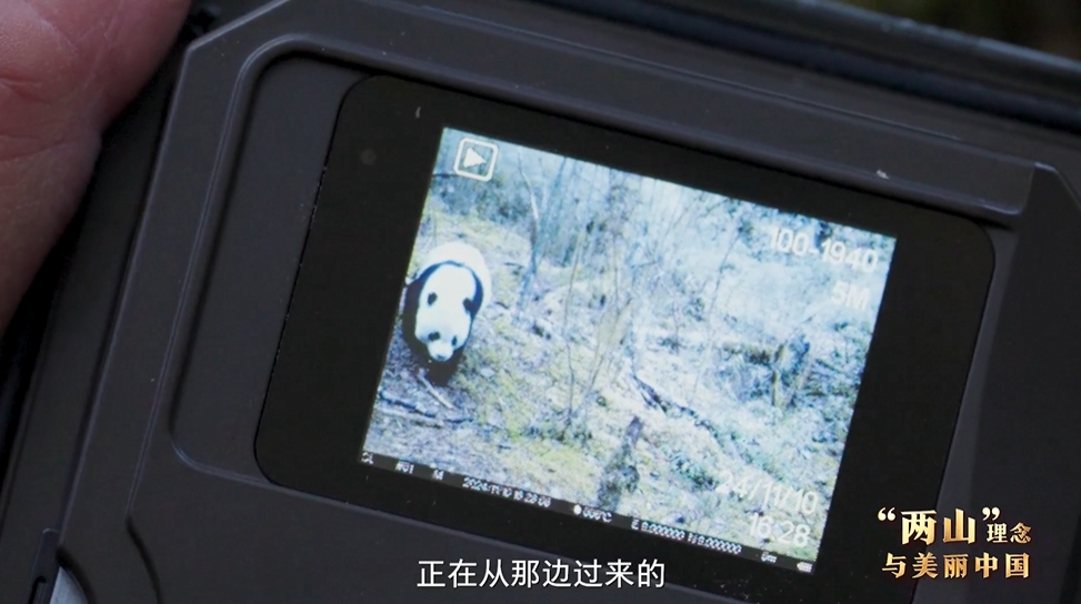 “两山”理念与美丽中国丨国家公园里，藏着野生动植物最动人的生机