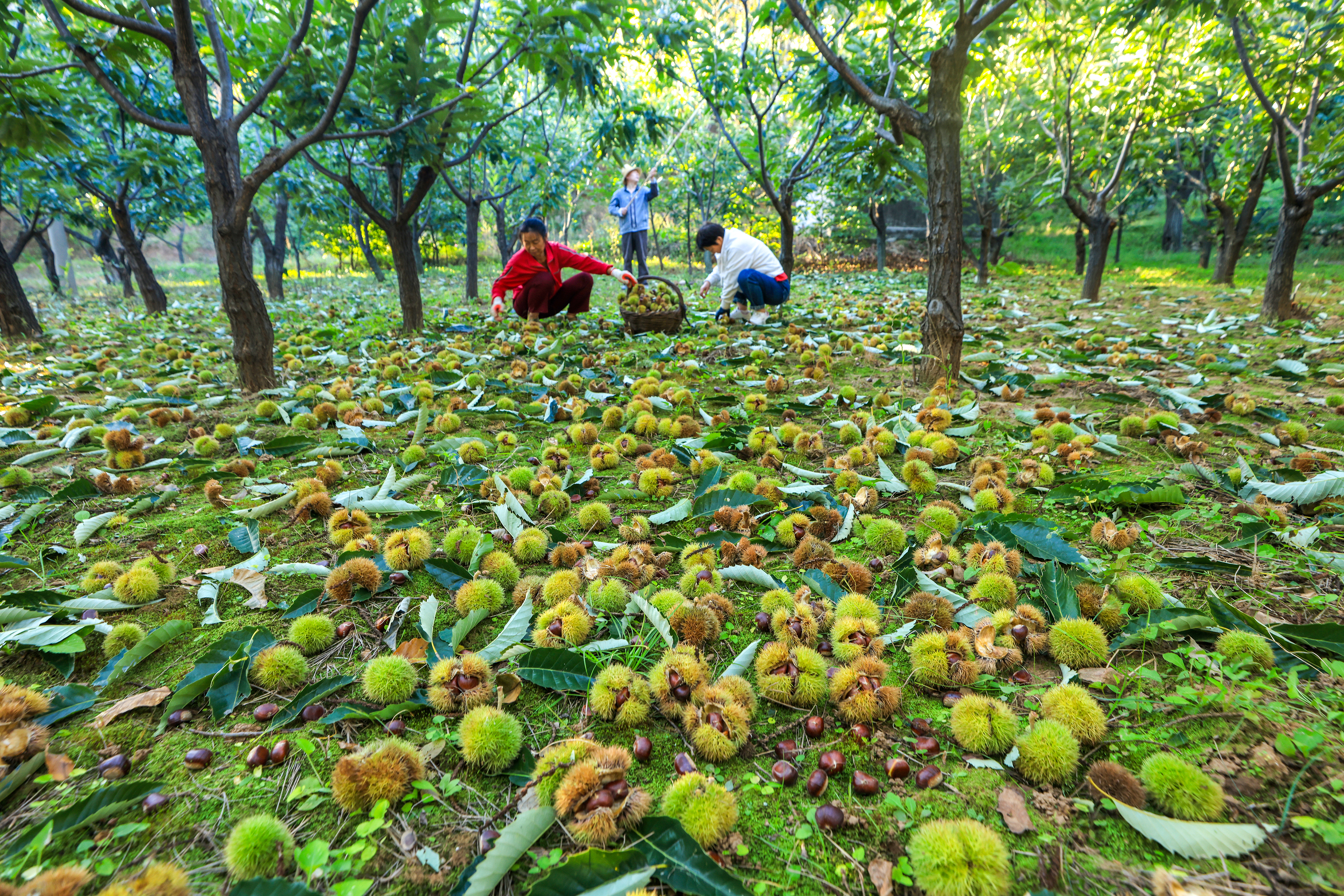 总产值近11万亿元！我国森林生态系统“三大效益”得到有效发挥