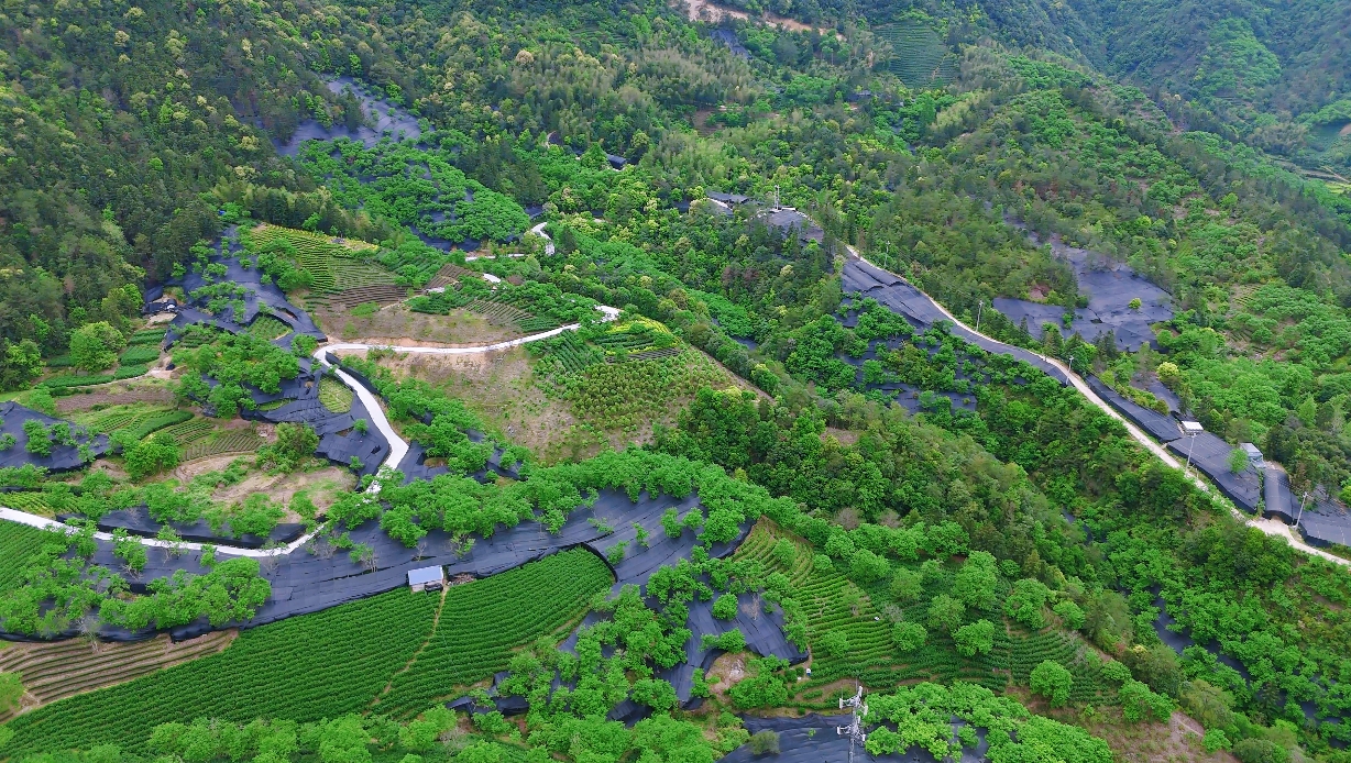 绿水青山“瞰”中国丨浙江松阳：从山野到药谷，林业共富园区点绿成金