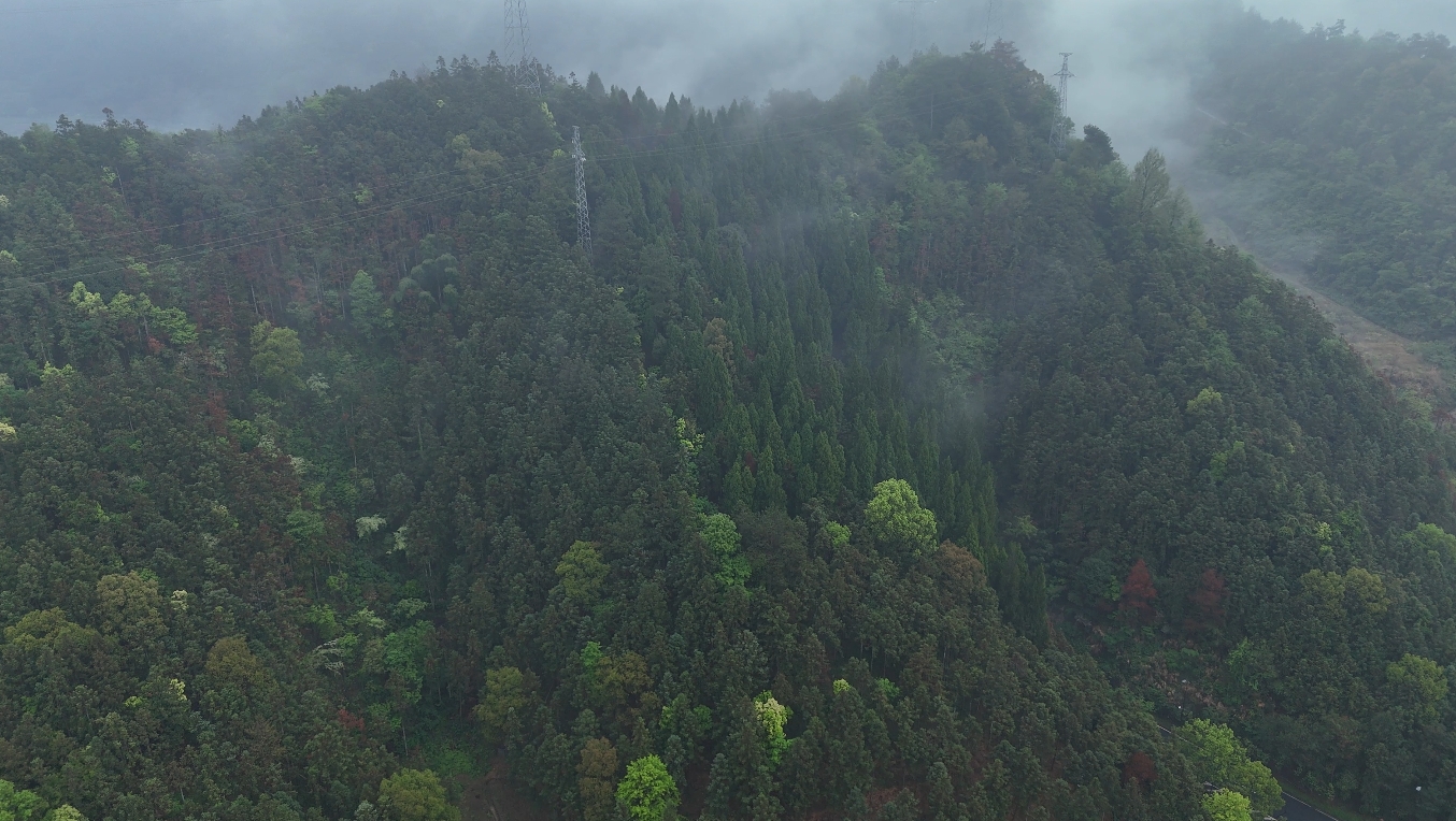 绿水青山“瞰”中国丨浙江淳安：林下复合经营 绿富协同谱新篇