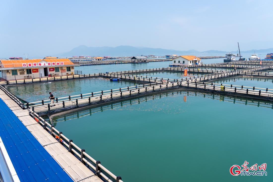向海而行丨福建宁德：大黄鱼产业“游”出金字招牌