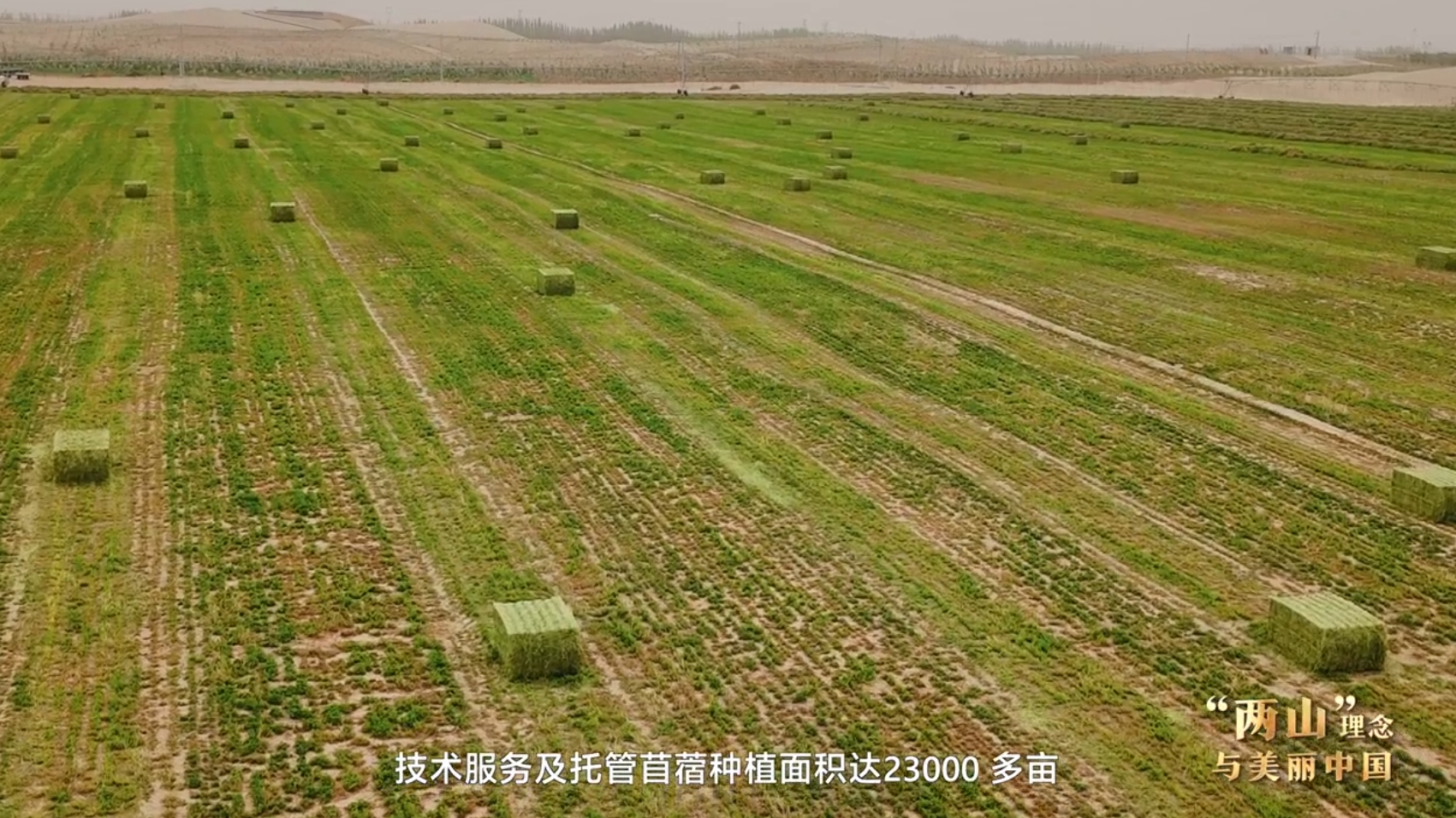 “两山”理念与美丽中国丨塔克拉玛干边缘，种出万亩“致富草”