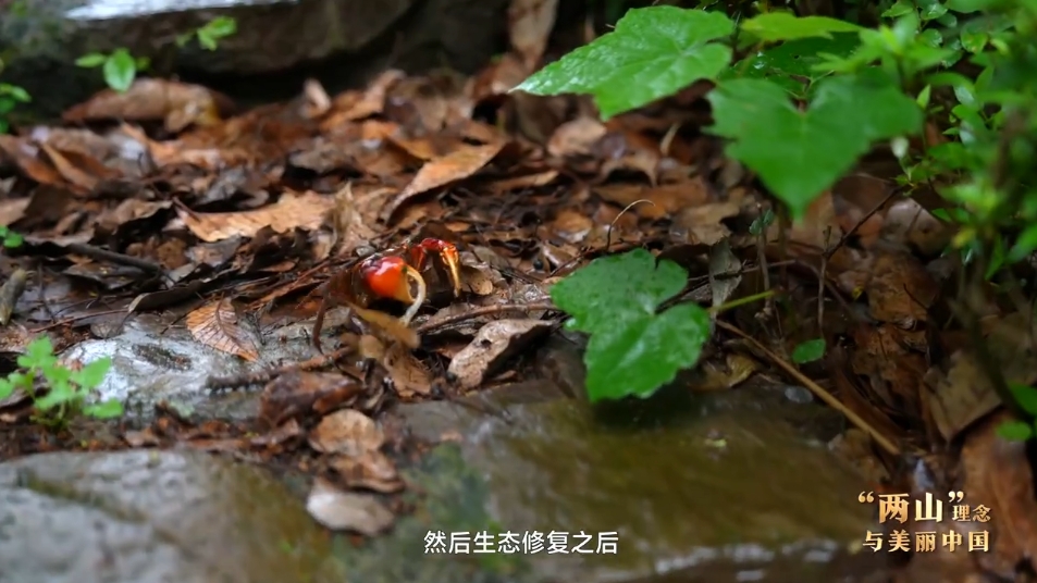 “两山”理念与美丽中国丨修堤护海 焕新海岸肌理