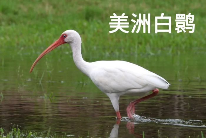 “东方红宝石”朱鹮