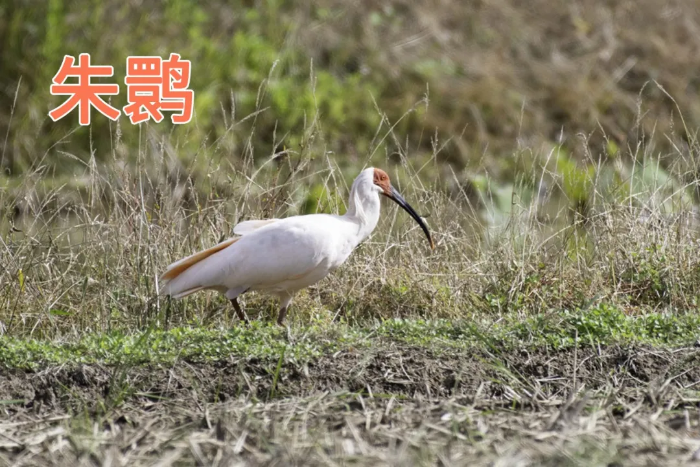 “东方红宝石”朱鹮