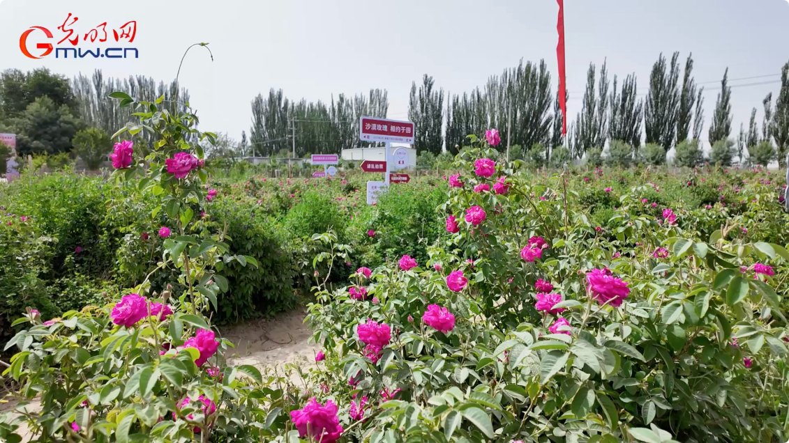 “三北”工程·绿意生金丨沙海中的“致富”玫瑰