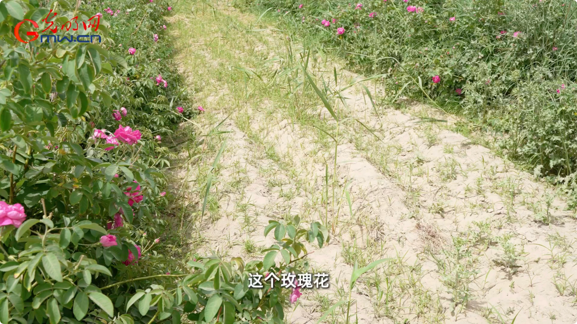 “三北”工程·绿意生金丨沙海中的“致富”玫瑰