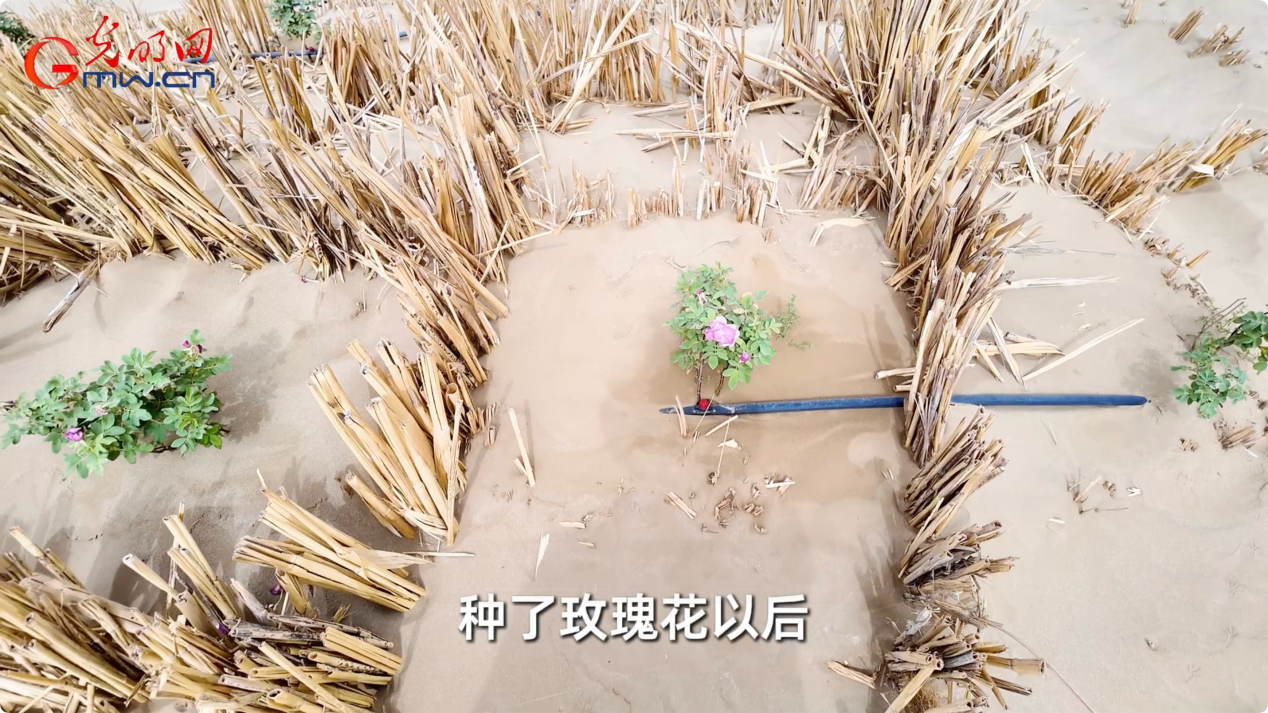 “三北”工程·绿意生金丨“草方格+玫瑰”织密生态经济“双保险”