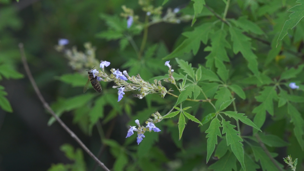 山西沁水：蜜蜂飞舞酿出乡村振兴甜蜜诗篇