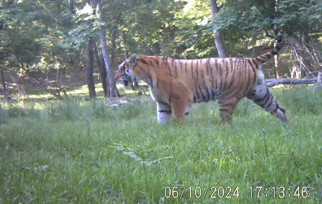 旗舰物种持续恢复！国家公园建设助力生物多样性显著提升