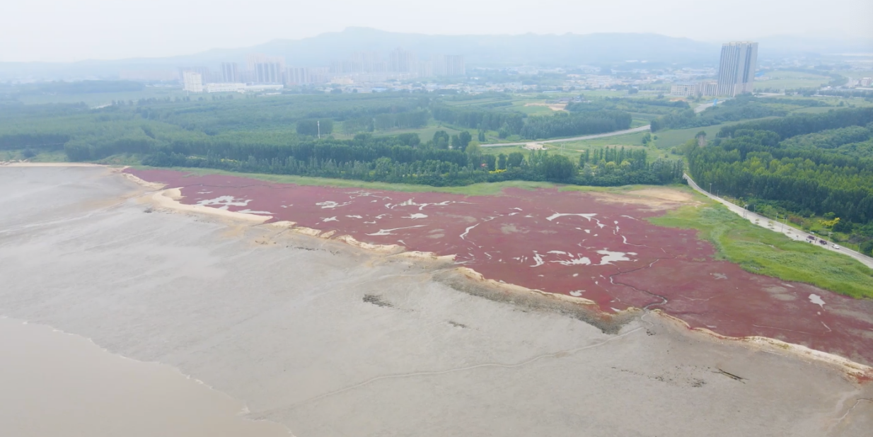 “两山”理念与美丽中国丨潮间新生：让“自然野趣”唤醒海岸生机