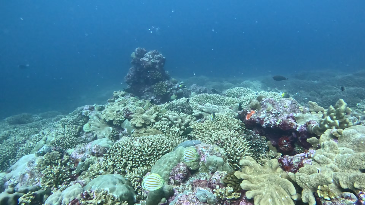 《黄岩岛珊瑚礁生态调查报告》发布