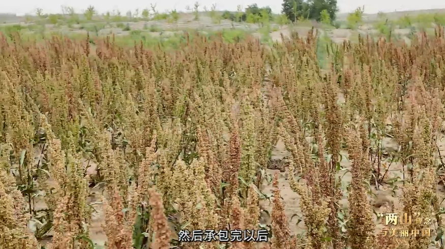 “两山”理念与美丽中国｜“黄沙不毛地”变身“绿色聚宝盆”