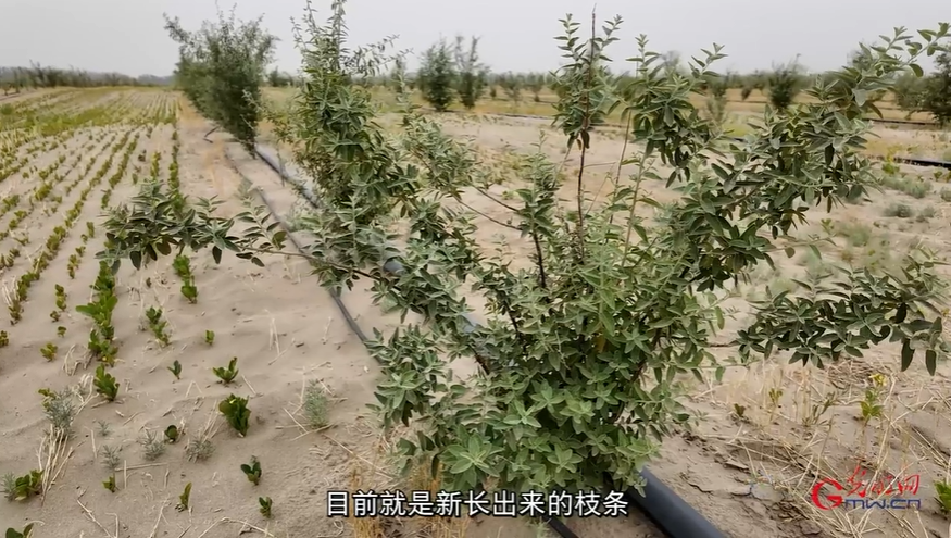 “两山”理念与美丽中国｜“黄沙不毛地”变身“绿色聚宝盆”