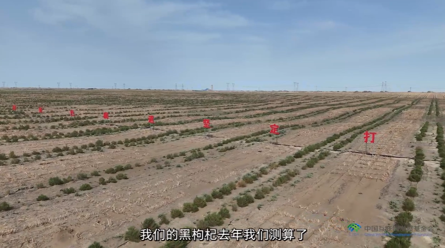 “两山”理念与美丽中国丨新疆若羌：三道防线织密全域立体防沙治沙网络