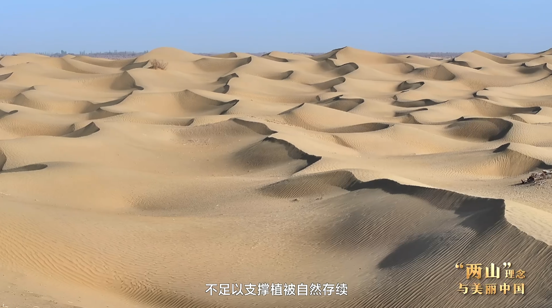 “两山”理念与美丽中国｜从扩绿到固绿：环塔治沙 久久为功