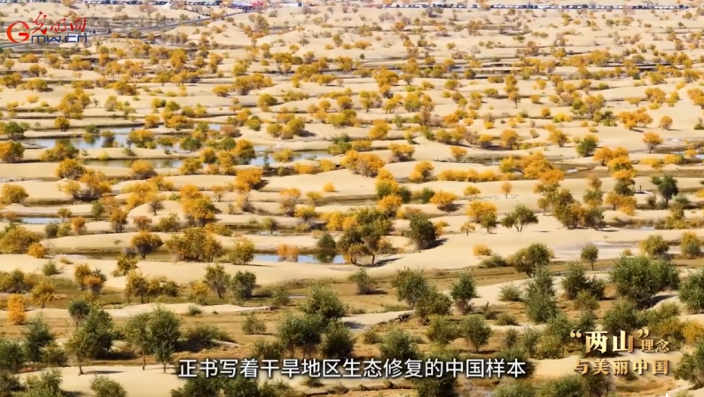 “两山”理念与美丽中国丨引洪植绿让胡杨林焕发新生机